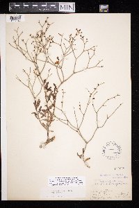 Eriogonum heermannii image