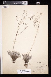 thumbnail image of current specimen
