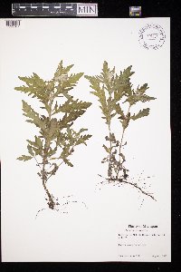 thumbnail image of current specimen