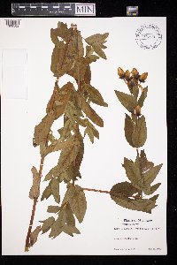 Hypericum ascyron image