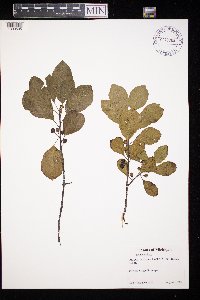 Frangula alnus image