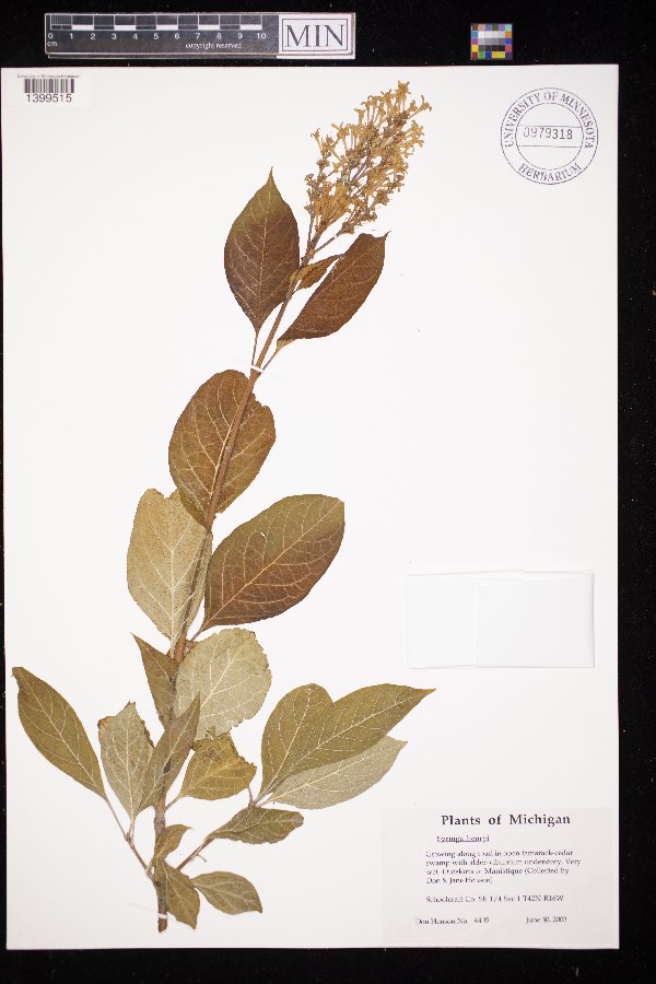 Syringa x henryi image