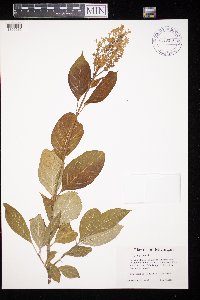 Image of Syringa x henryi