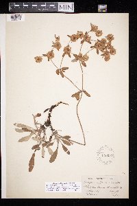 Eriogonum jamesii image