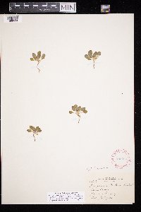 Eriogonum howellianum image