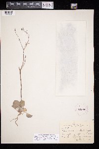 thumbnail image of current specimen