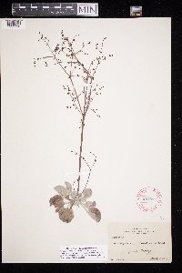 thumbnail image of current specimen