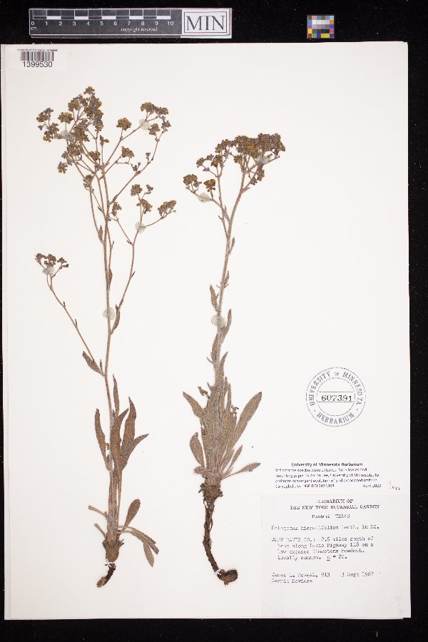 Eriogonum hemipterum image