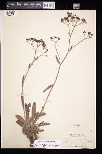 Eriogonum hemipterum image