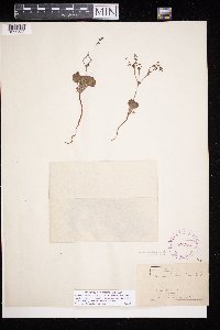 thumbnail image of current specimen