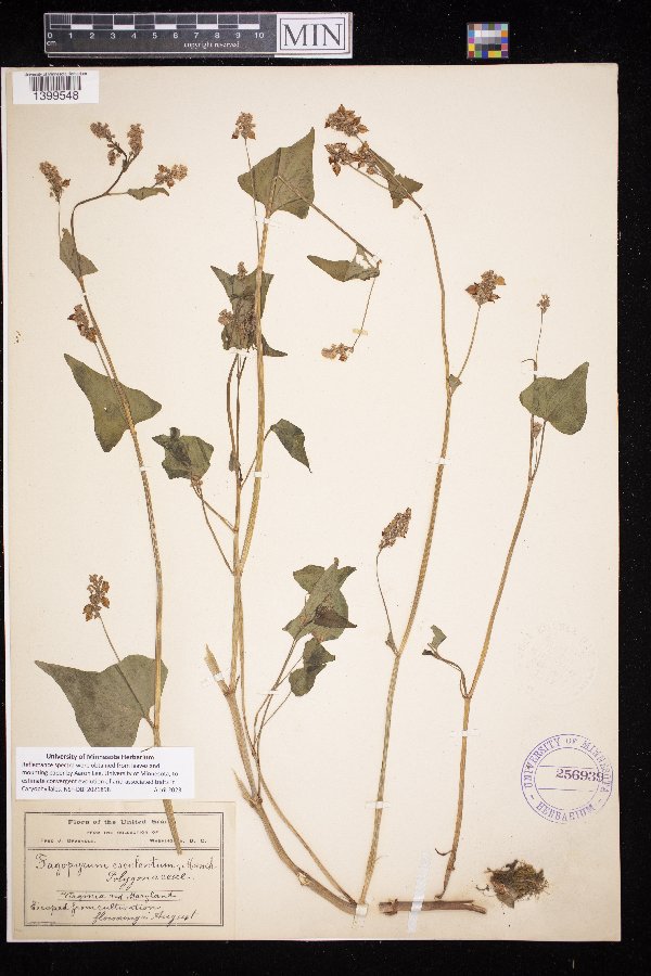 Fagopyrum image