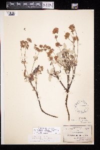 Eriogonum jamesii image