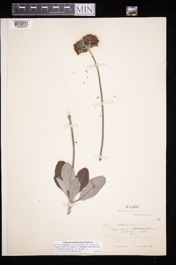 Eriogonum molle image