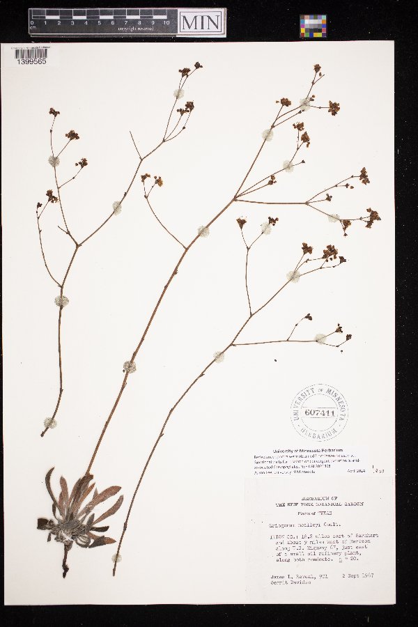 Eriogonum nealleyi image