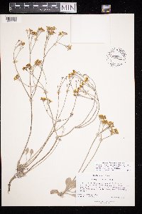 thumbnail image of current specimen