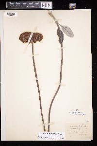Eriogonum molle image