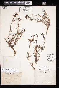 thumbnail image of current specimen