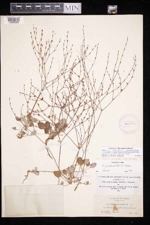 Eriogonum luteolum var. pedunculatum image