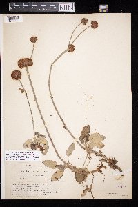 thumbnail image of current specimen