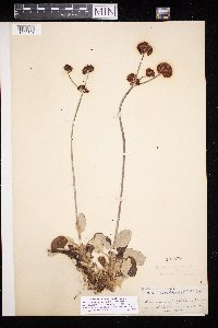 thumbnail image of current specimen