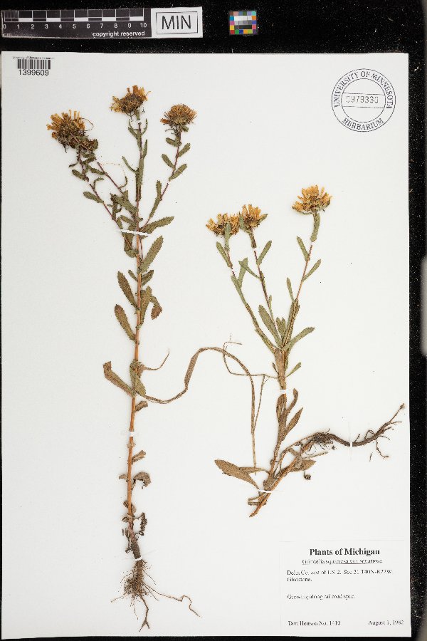 Grindelia squarrosa var. squarrosa image