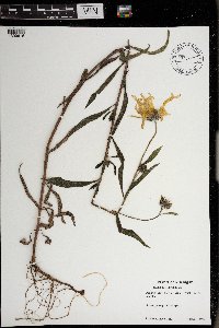 Helianthus maximiliani image