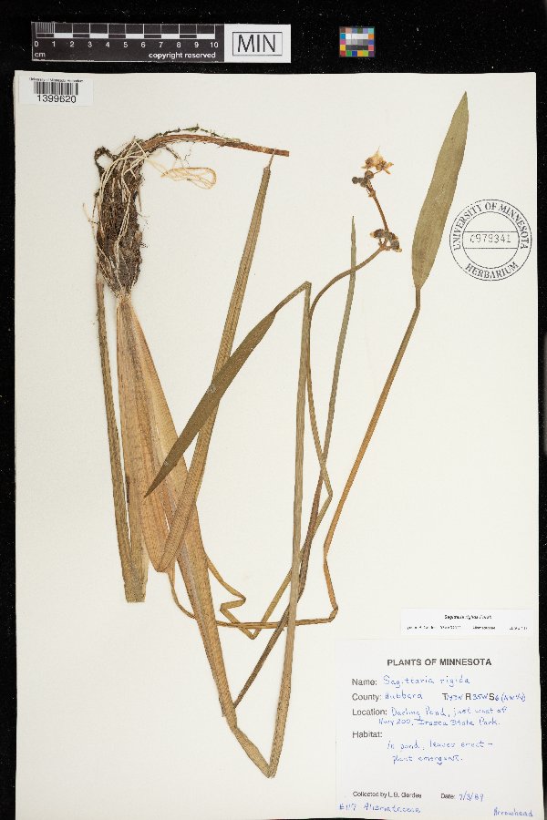 Sagittaria rigida image