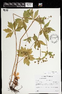 Media resource of Sanicula gregaria