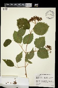 Viburnum dentatum image