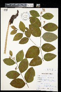 Image Associated With the Occurrence