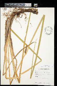 Acorus americanus image