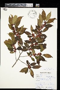 Ilex verticillata image