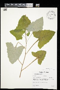 Adenocaulon bicolor image