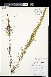 Artemisia campestris image