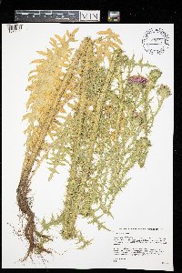 Carduus acanthoides image