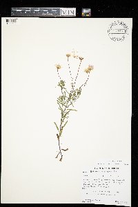 Erigeron hyssopifolius image