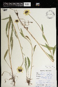 Rudbeckia hirta var. pulcherrima image