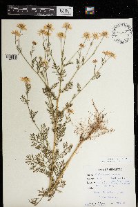 Tripleurospermum inodorum image