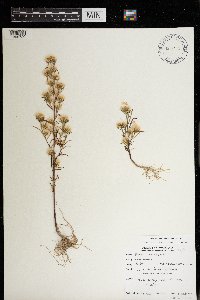 Symphyotrichum ciliatum image