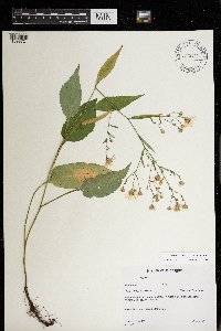 Image Associated With the Occurrence