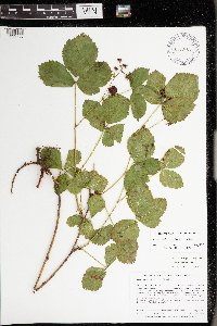 Rubus wheeleri image