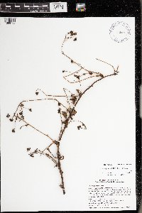 Rubus regionalis image