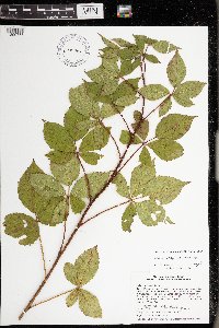 Rubus regionalis image