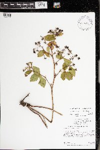 Rubus regionalis image