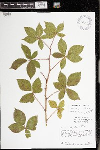Rubus regionalis image
