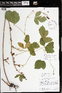 Rubus regionalis image