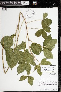 Rubus regionalis image