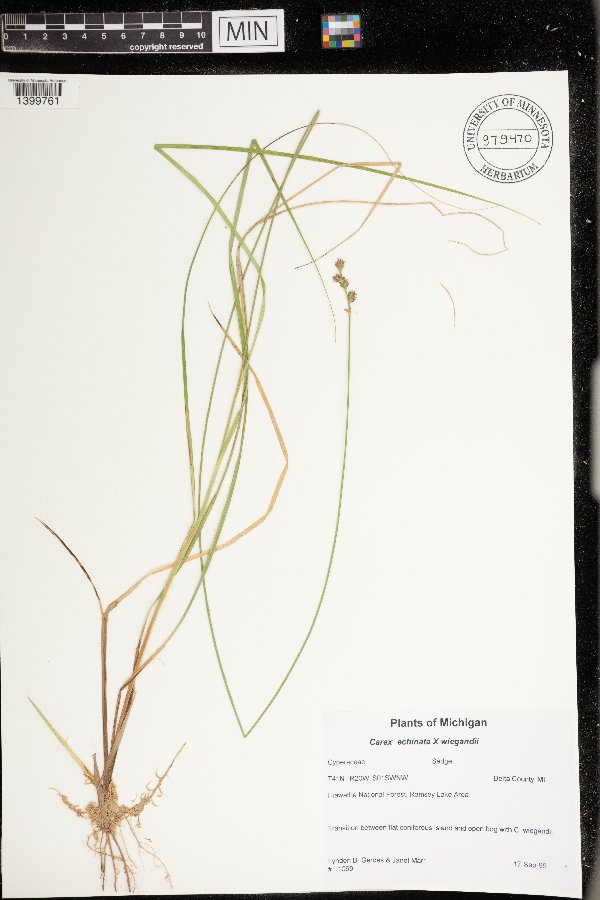 Carex echinata x wiegandii image