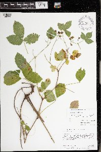 Rubus steelei image