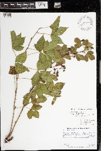 Rubus uniformis image